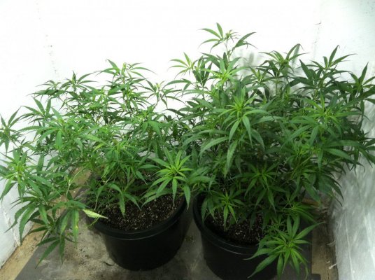 2-hawian-haze.jpg