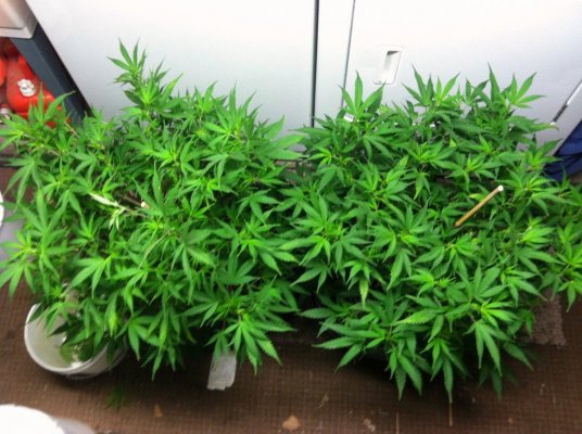 hash-heaven-#1-&-#2.jpg