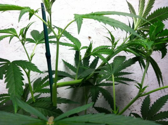 OG SK#8 Super Crop.JPG