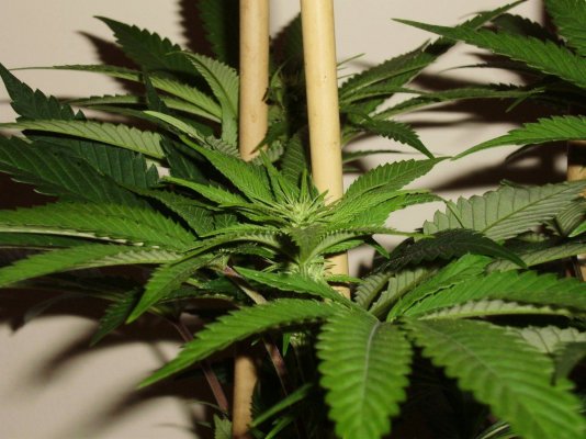 24plants, many 600w lights, advice for max yield?