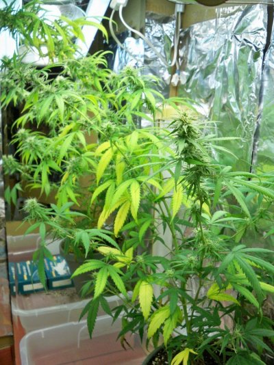 Sour Streak  5 weeks in flower.jpg