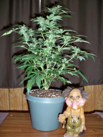 Champange 5 weeks in flower.jpg