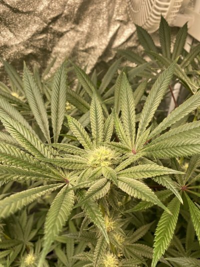 Growrx grow diary “ 2021 5x5 RDWC "