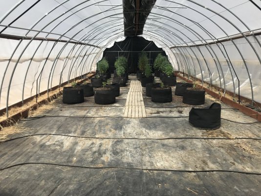 Let's see your 2021 Outdoor Plants!