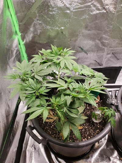 Howdy folks, I'm a new grower from SW Missouri!