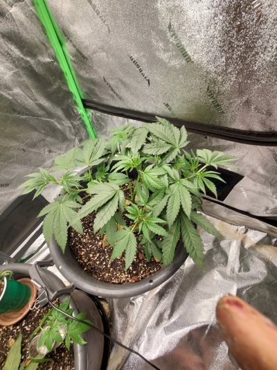 Howdy folks, I'm a new grower from SW Missouri!