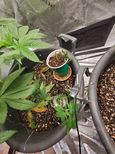Howdy folks, I'm a new grower from SW Missouri!