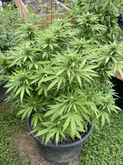 my-dads-plants-have-aphids-help-4.jpeg