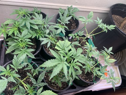 Are my ladies ready for Harvest?