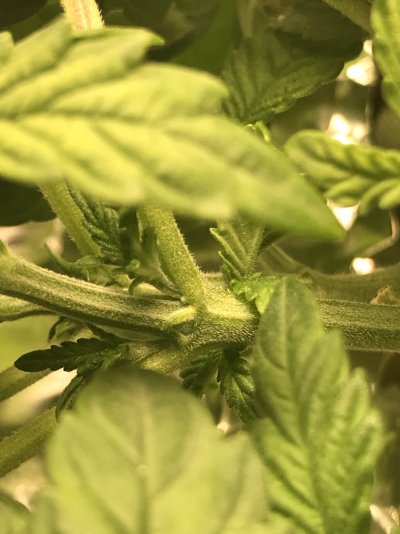 flip dwc to 10 on / 14 off for 3 days to sex?