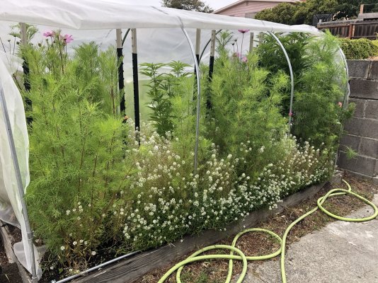 Let's see your 2021 Outdoor Plants!