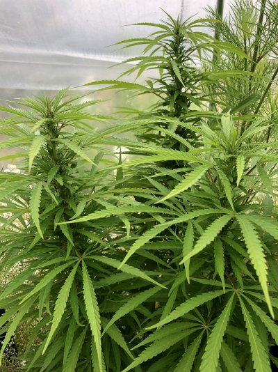 Let's see your 2021 Outdoor Plants!