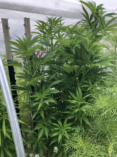 Let's see your 2021 Outdoor Plants!
