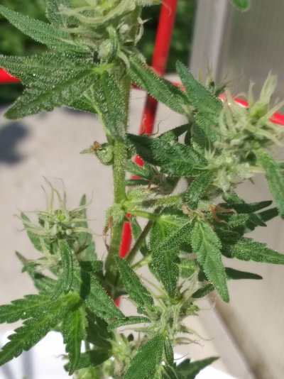 humbled-first-time-grower-5.jpg