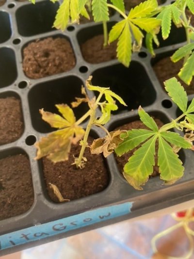 Cloning gone all wrong attempt #5