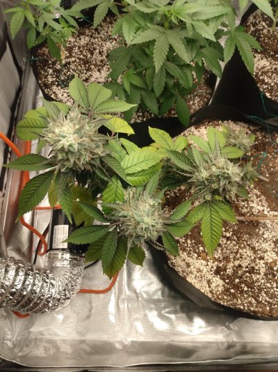 What do you all think of growing multiple plants of the same strain in the same pots?