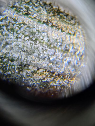stardawg-cuts-and-gorilla-cookies.jpg