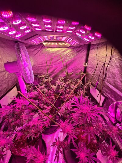stardawg-cuts-and-gorilla-cookies-2.jpg