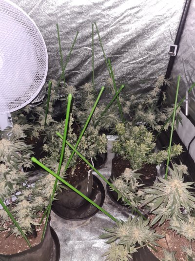 stardawg-cuts-and-gorilla-cookies-3.jpg