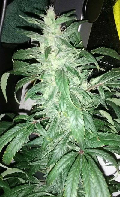my-2nd-grow-and-beyond-2.jpg