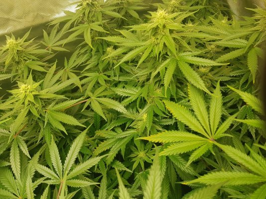Strange issue - necrotic stripes on leaves - PH? K def? Mag def? Nutrient burn?