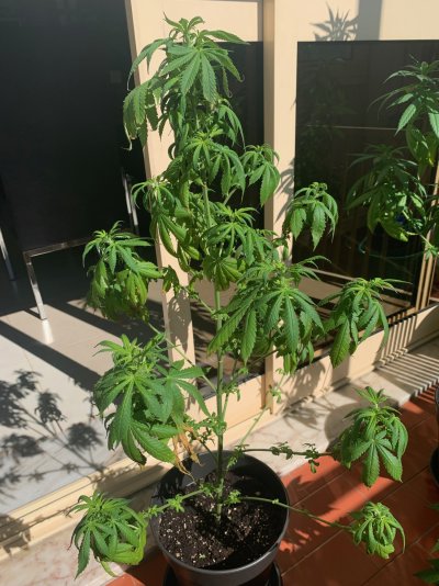 What's up with my plant