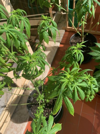 What's up with my plant