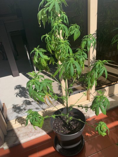 What's up with my plant