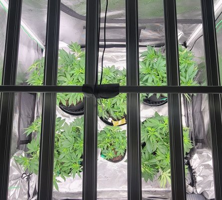 Schwer's First Grow Evah! Planning, Prep and Grow
