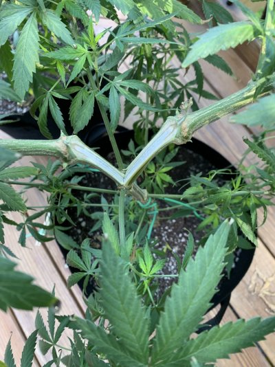 Aaack...Any tips for a damaged/ripped plant!??