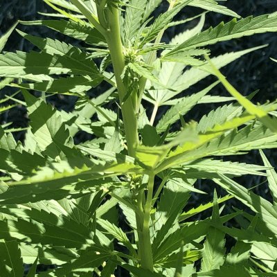 New grower