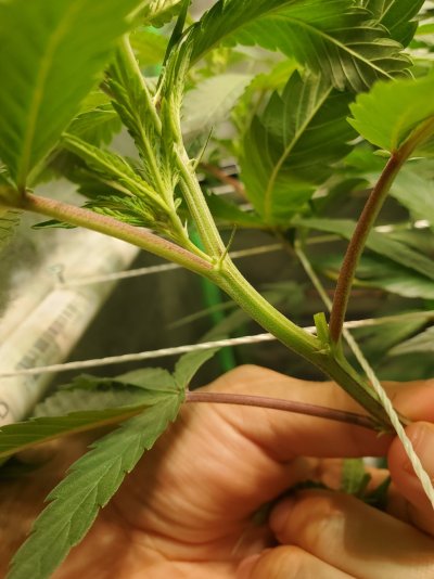 Pruning lower nodes during stretch?