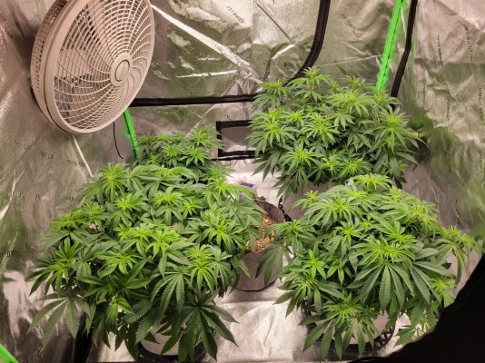 Should I scrog my plants at this size
