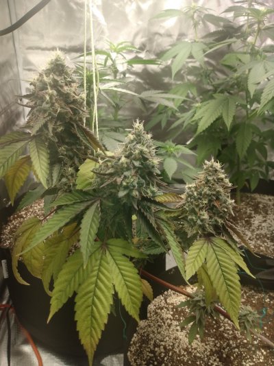 What do you all think of growing multiple plants of the same strain in the same pots?