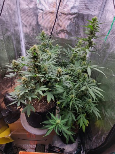Organic Grow -  Question Please???