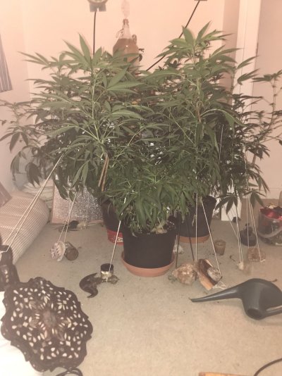 To prune hard now or not to prune hard now?