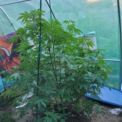 Let's see your 2021 Outdoor Plants!