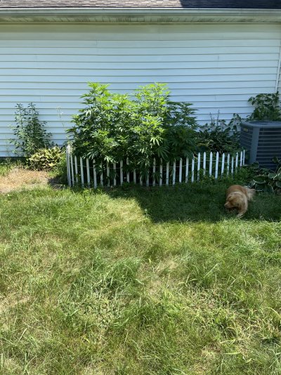 First time growing outdoors need advice.