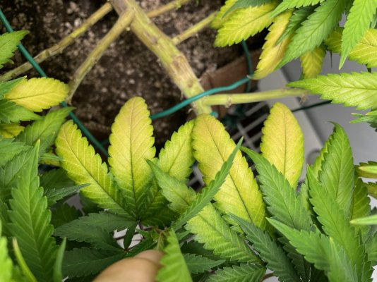 Is this Phosphorous deficiency? Lime green growth, red/purple stems, bronze spots