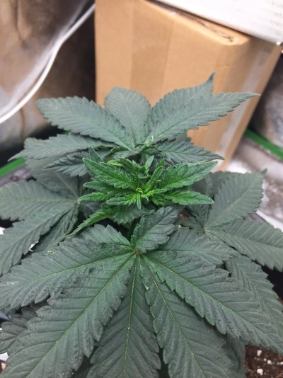 Soil not drying out properly..