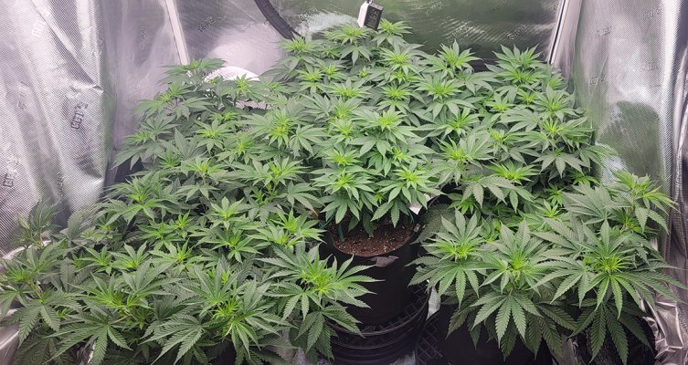 Schwer's First Grow Evah! Planning, Prep and Grow