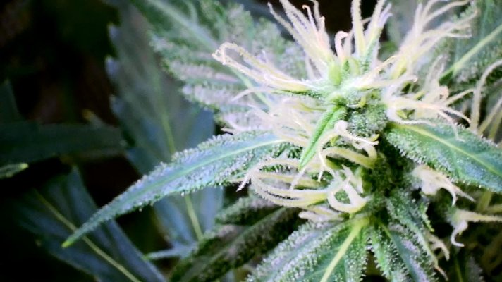blue cheese auto week 7