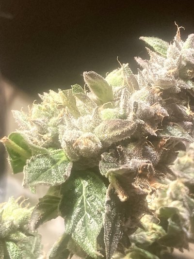 Let's See Your Frostiest Flowers