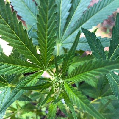 Am I in flowering? Seems early