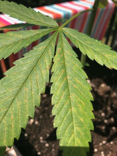 Am I in flowering? Seems early