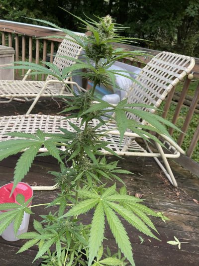 need-help-asap-harvest-and-info.jpeg