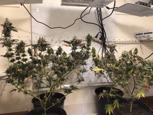 Tc2's Indoor Grow Journal - Spider Farmer SF1000, HLG 100, Sun System HPS 150W