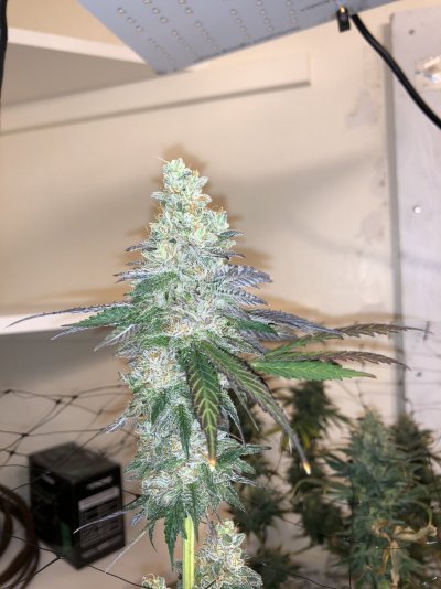 Tc2's Indoor Grow Journal - Spider Farmer SF1000, HLG 100, Sun System HPS 150W