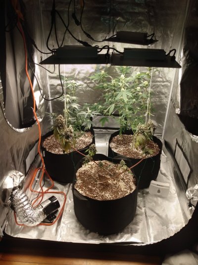 What do you all think of growing multiple plants of the same strain in the same pots?