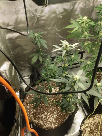 What do you all think of growing multiple plants of the same strain in the same pots?